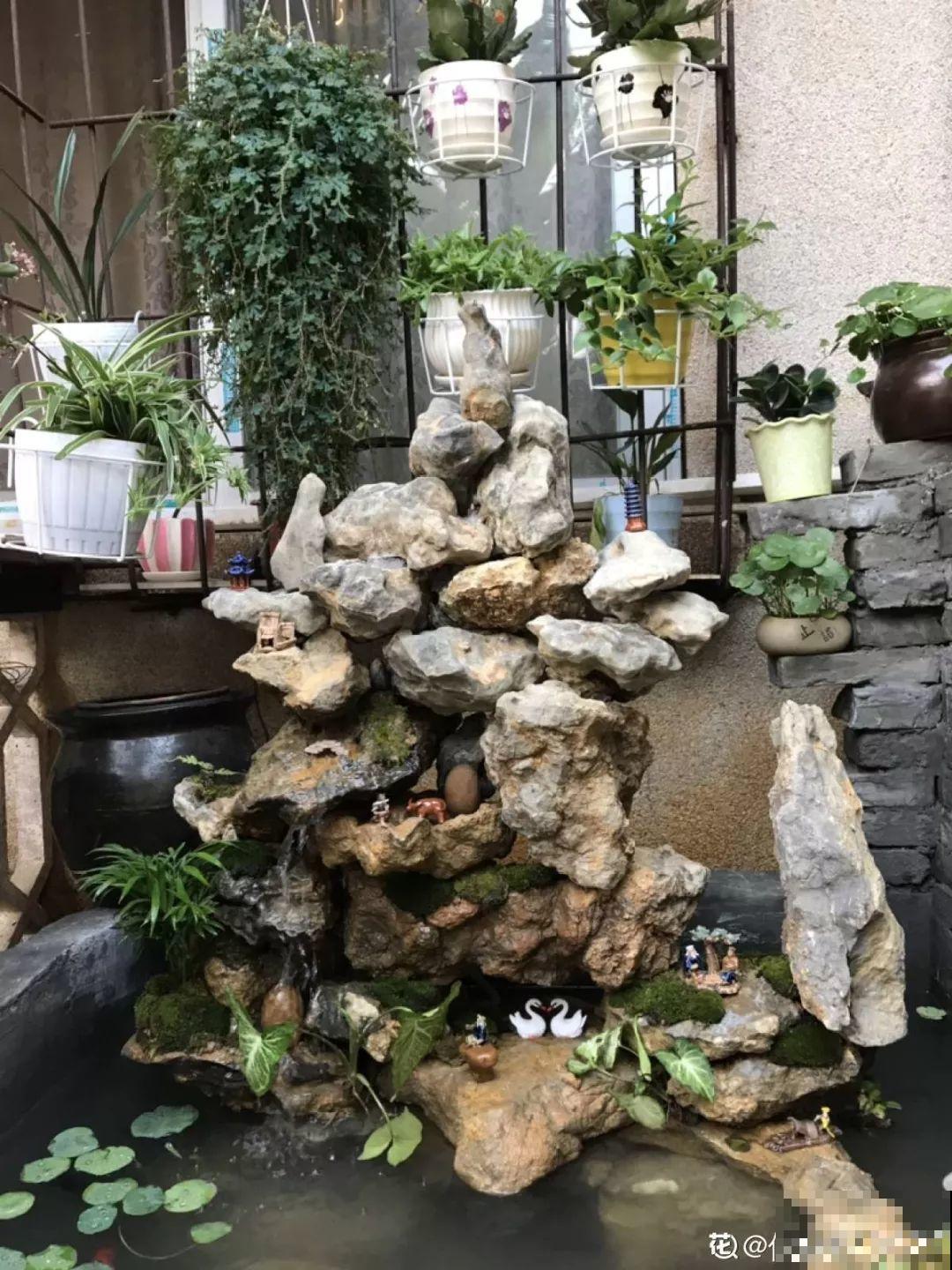 有个小院,养花喂猫,日子越过越充实! 有个小院,养花喂猫,日子越过越充实!
