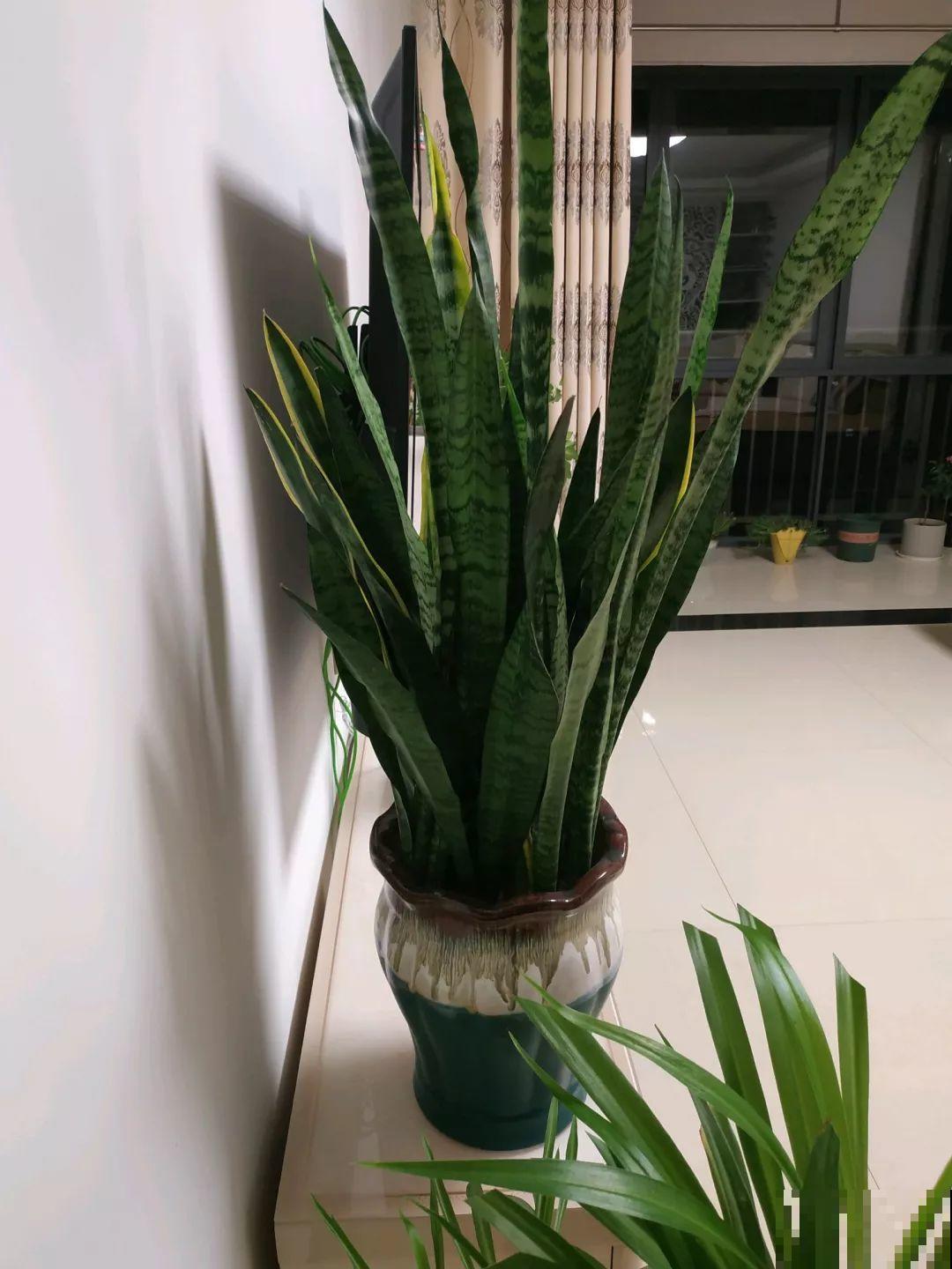敲个鸡蛋埋土里，吊兰猛蹿个，蹭蹭长成绿瀑布！