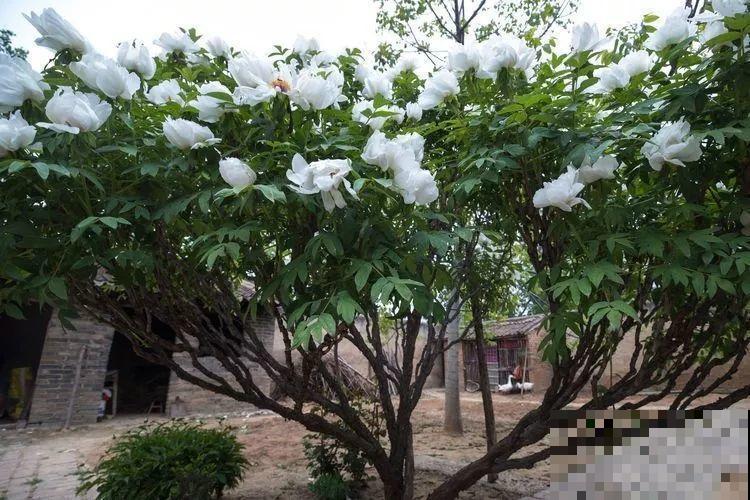 这8种花，养养就成巨无霸，3个大汉都搬不动！