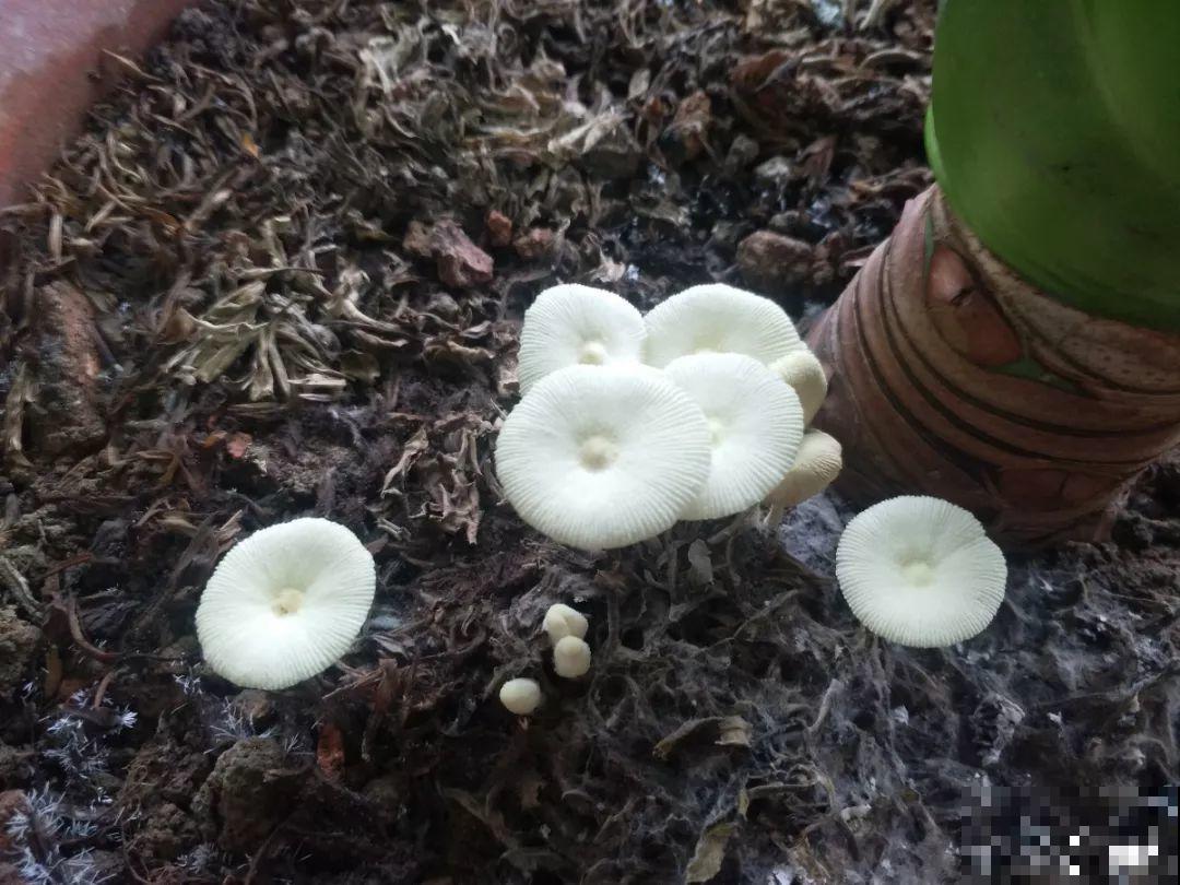 水培瓶里能养小鱼？别惊讶，还有养龙虾的呢！