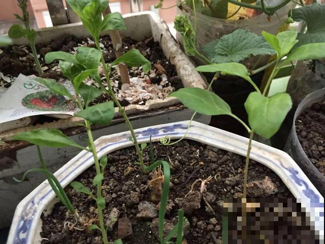 超市买一把枸杞，种盆里变盆栽，10天冒芽，明年就能有果子摘！