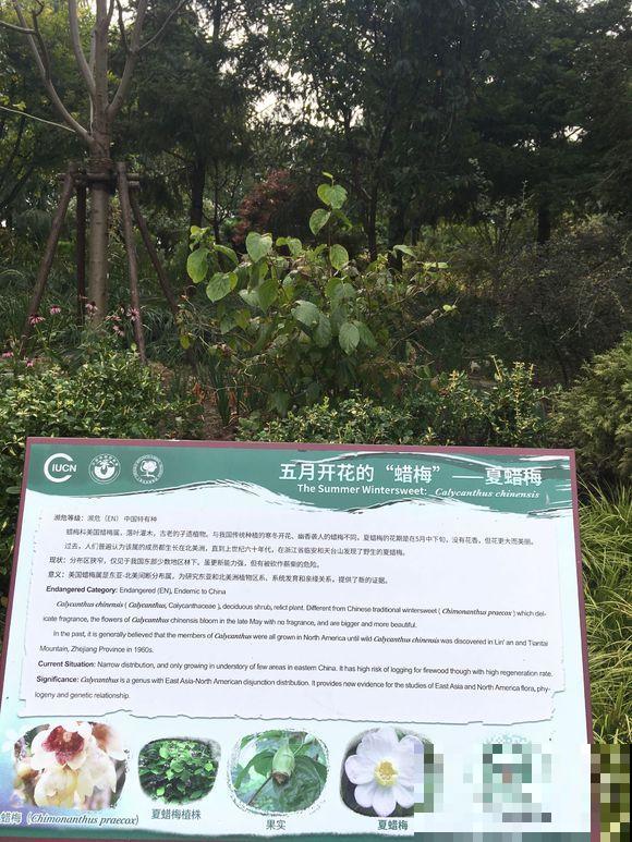 这种国家珍稀花正是结果期，捡到一粒就发大财，回家赶紧种盆里
