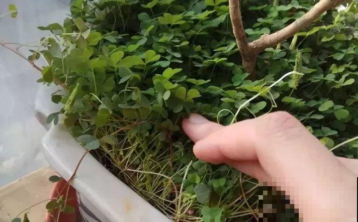 盆里有这3个东西，赶紧换盆换土，不然花越长越差！