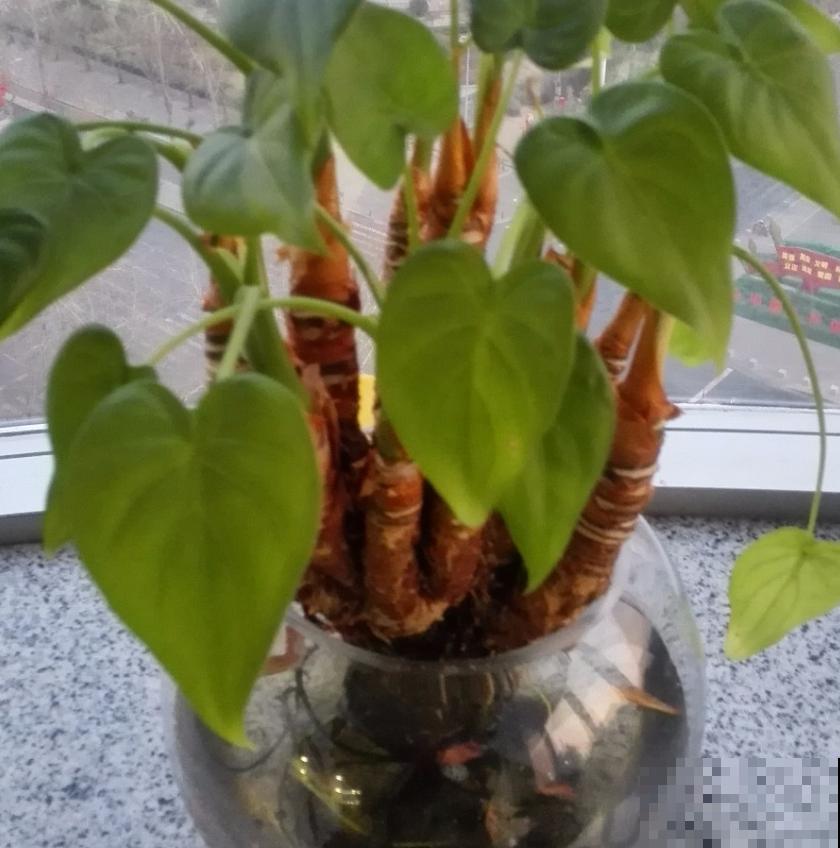 秋天水培植物天天黄叶咋整？用上这几招，迅速绿到发光晃眼！