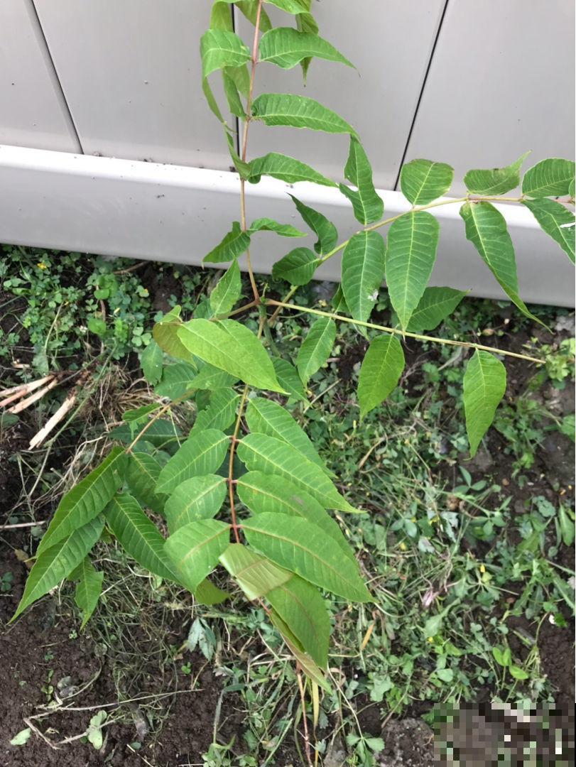 农村常见的5种野生蔬菜，城里人贼喜欢，健康美味有营养