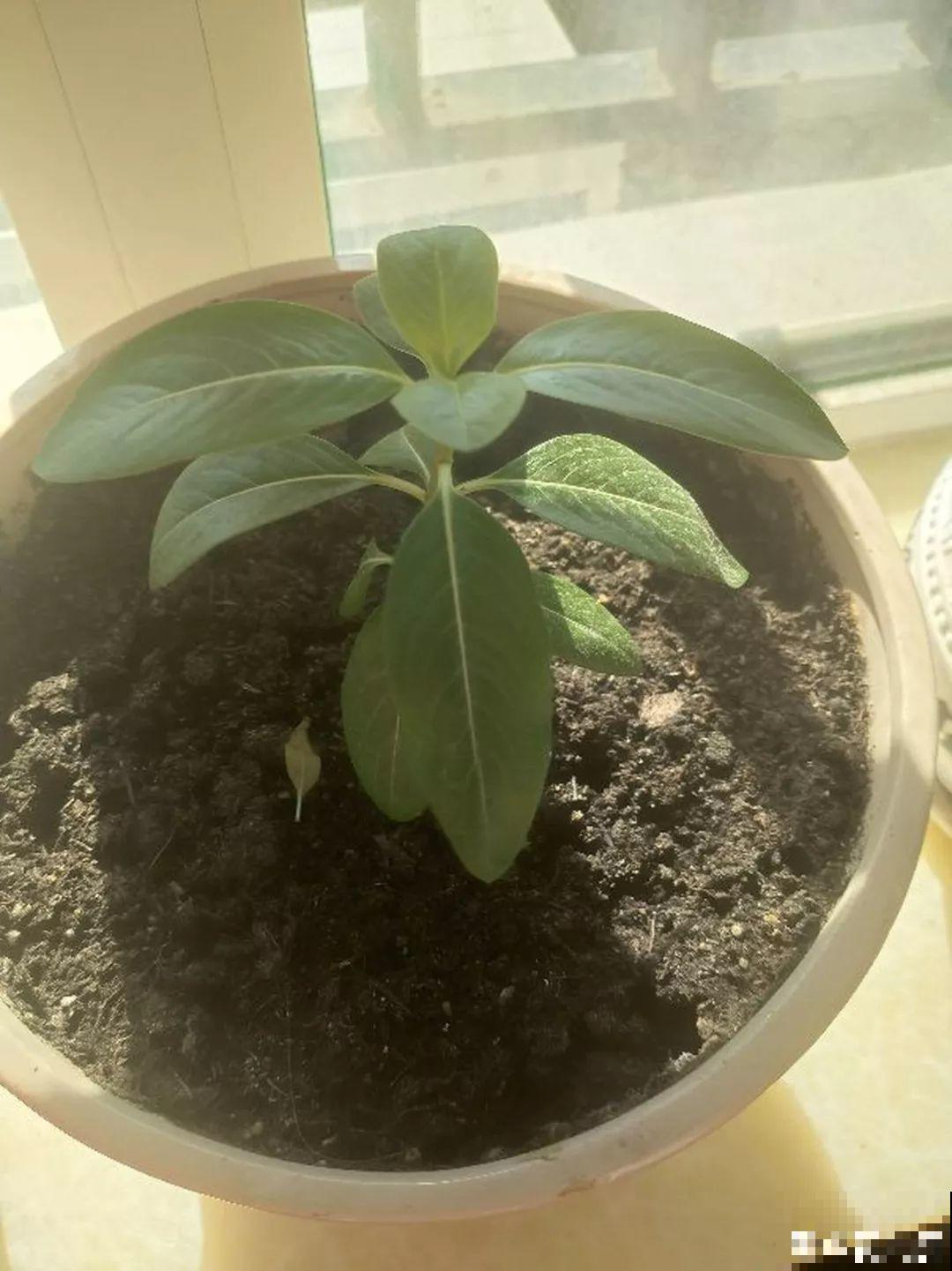 太阳花在他手里，开成一个小花塔，给钱都不卖！