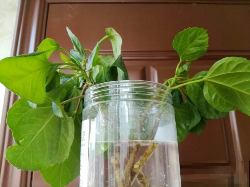 秋天水培植物天天黄叶咋整？用上这几招，迅速绿到发光晃眼！