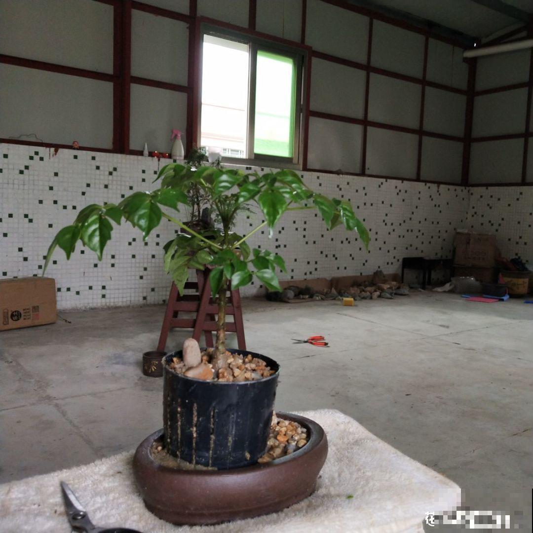 张大爷把花拽一拽，1个月长出人参根，邻居给钱都不卖！