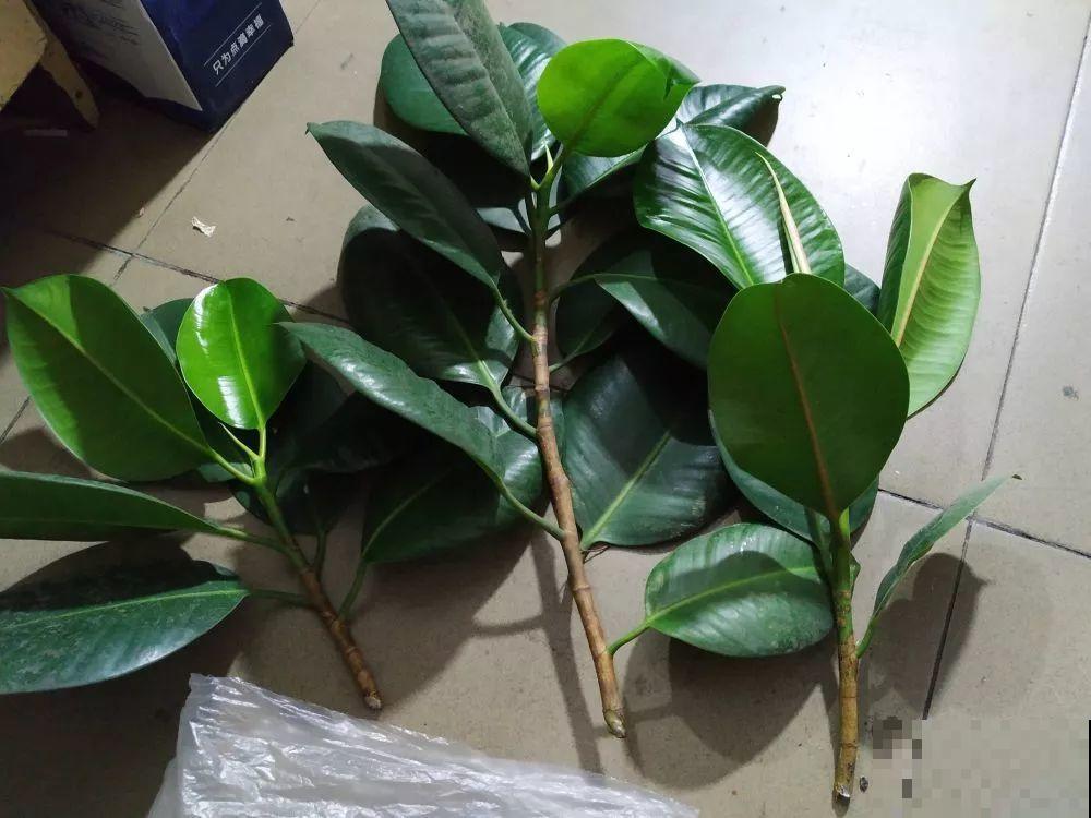 橡皮树冬季咋养？加点豆水，叶片绿油油！