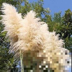 这野草满农村都是，城里却变网红植物，有钱人都在豪宅里种一片！