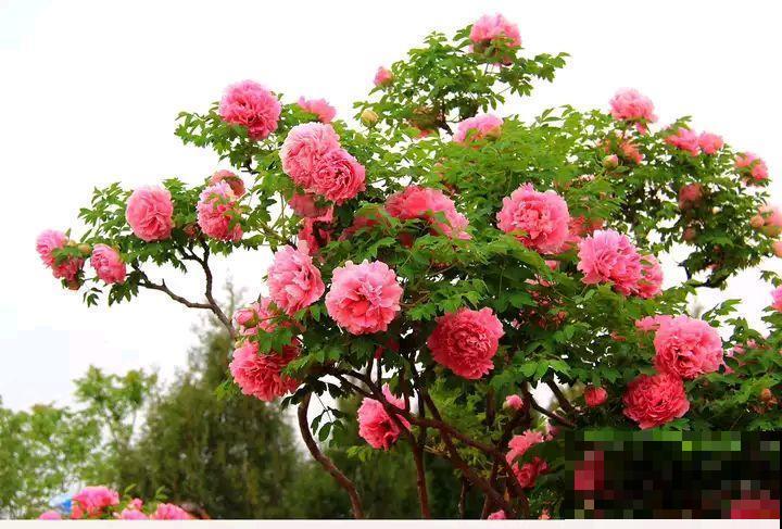 这8种花，养养就成巨无霸，3个大汉都搬不动！