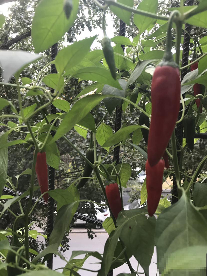 在阳台种辣椒，味道纯正很好吃，挂果之后还养眼