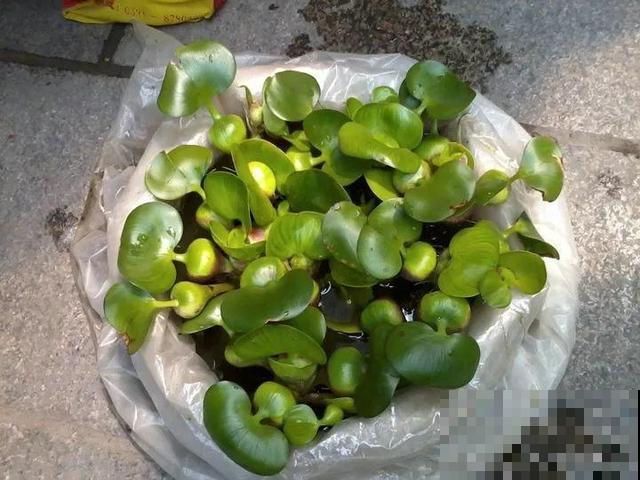 这花是个大“祸害”，20元一棵还有人买，啥时候洗白的？