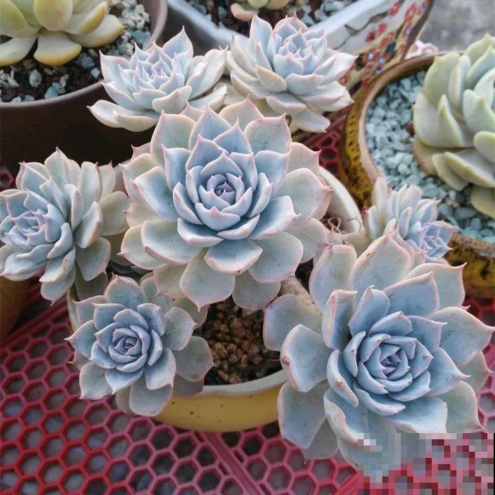 秋冬养了这种花，只要给它晒太阳，不用施肥都长胖！
