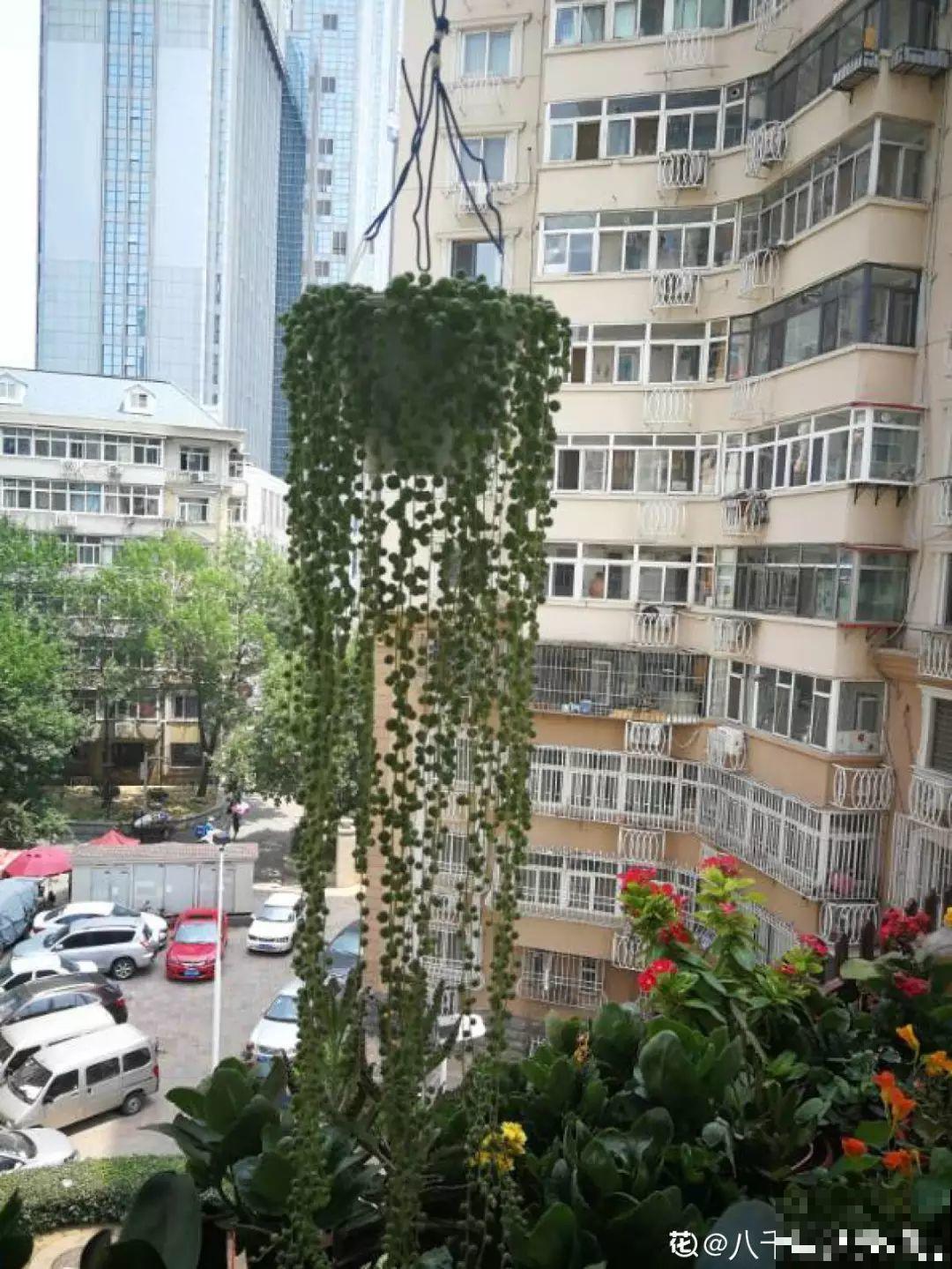 6种花挂窗边，1个月垂下2米长，呼呼窜成绿帘子！