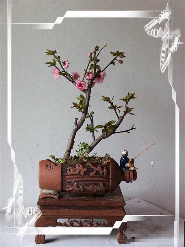 大爷不抽烟不喝酒，就爱捡酒瓶种花，养养就成传家宝