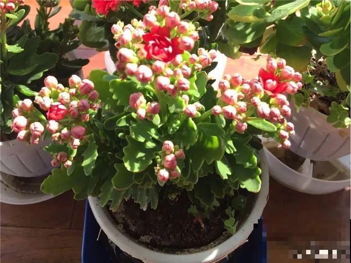 5种花开完赶紧剪一刀，10天一勺肥，还能再开2、3次！