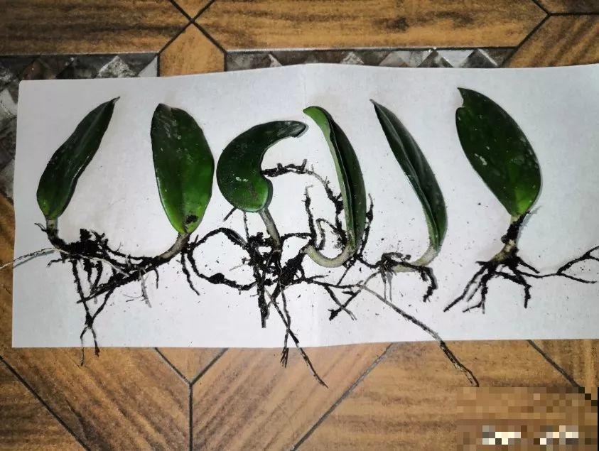 长寿花叶插最好活，现在整两盆，明年多到得送人！