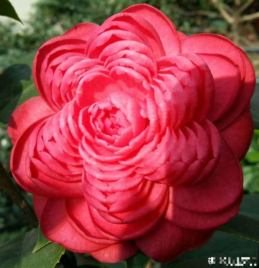 这花放阳台，能从冬天一直开到夏天，怎么都看不够！