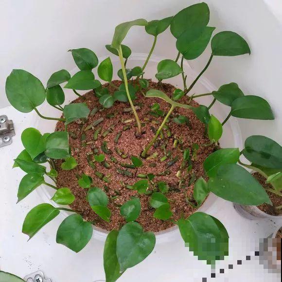 3种花，就得趁现在扦插，再晚就不生根了！