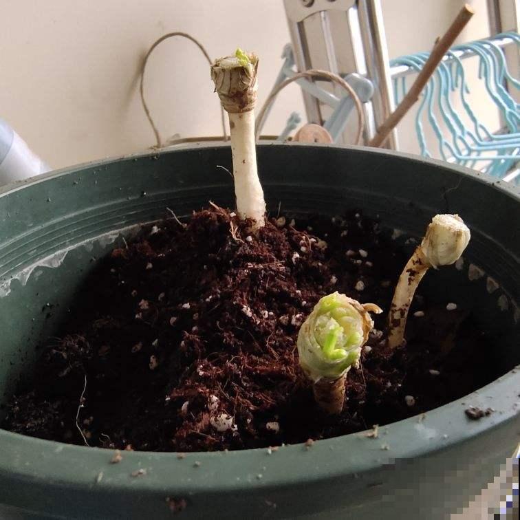 在家种香菜，香味奇特长得快，不出俩月就能吃上！