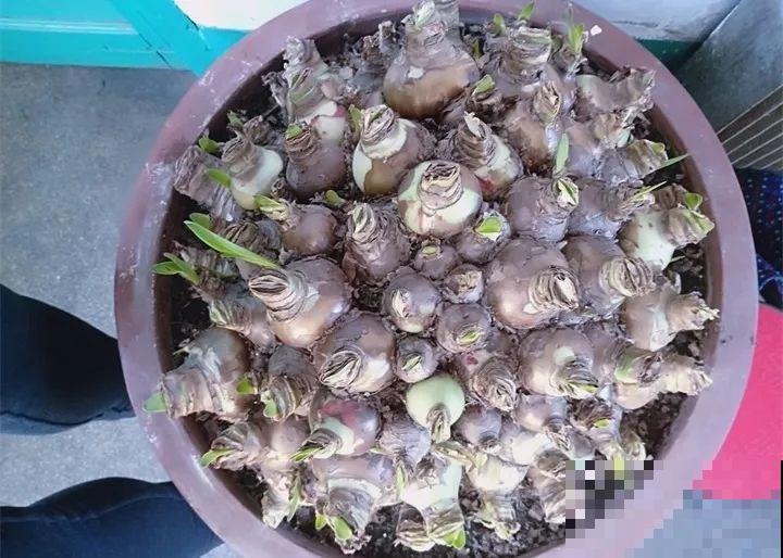 这花就爱窜小芽，摘下来蘸土就活，两个月又能长满一大盆！