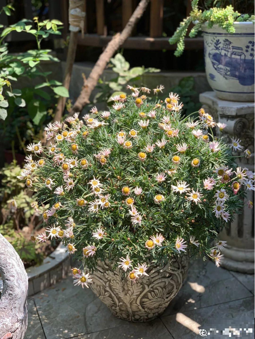 晾衣杆上挂盆它，个个开成大花球，阳台再小也能养！