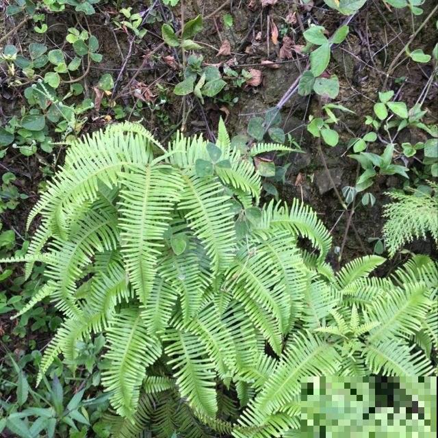 农村烧火引火离不开它，漫山都是割不完，城里人都拿来当盆栽赏