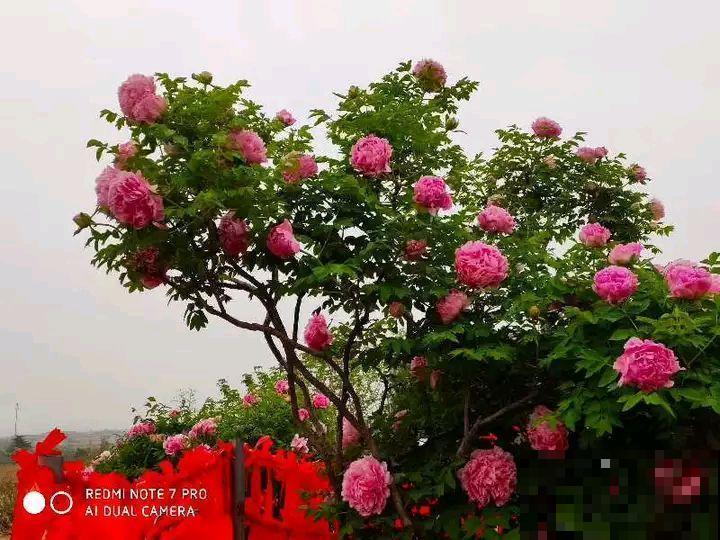 这8种花，养养就成巨无霸，3个大汉都搬不动！