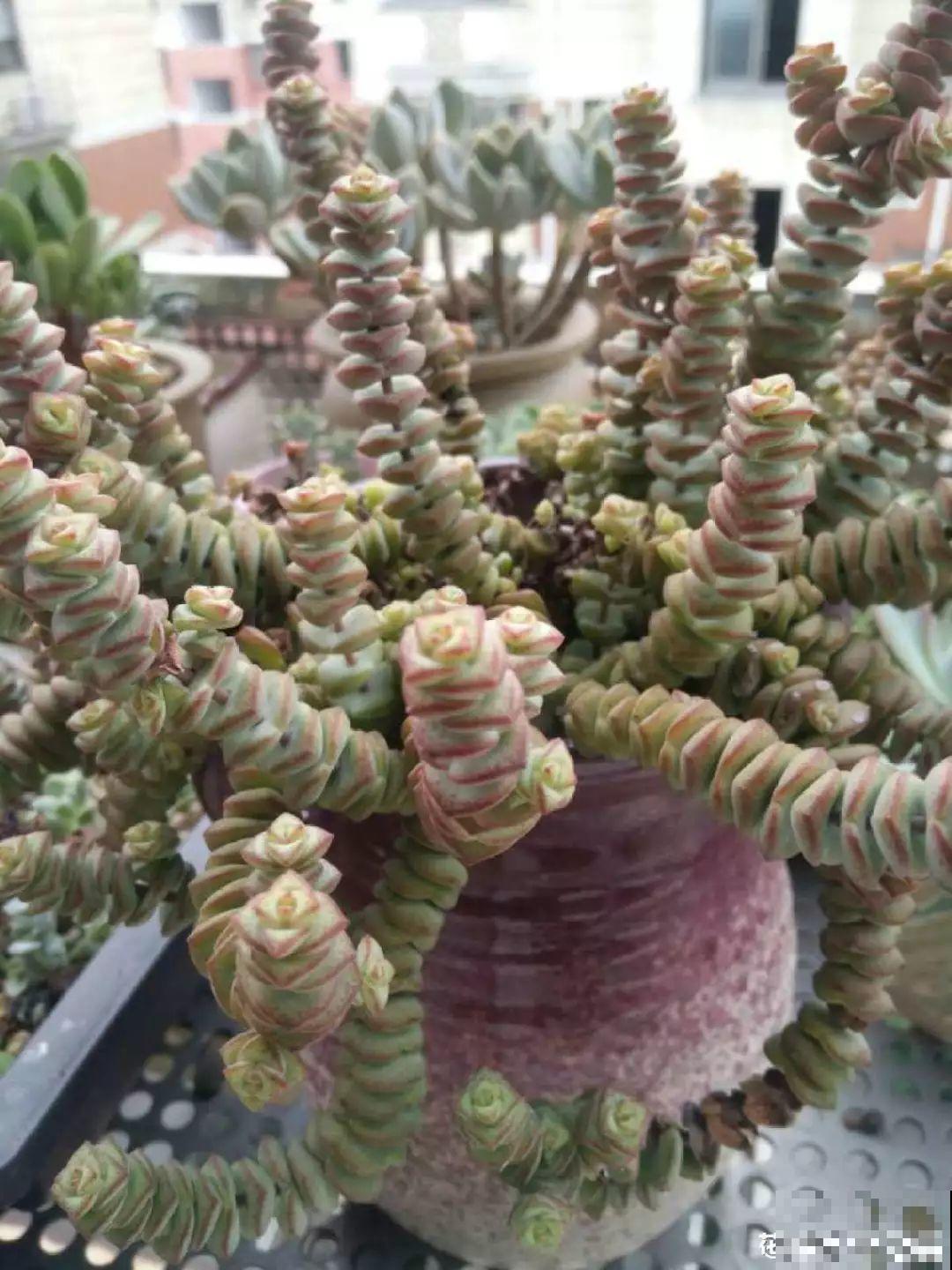 今年最流行的多肉，10个花友9个养，摆一盆特有面子！