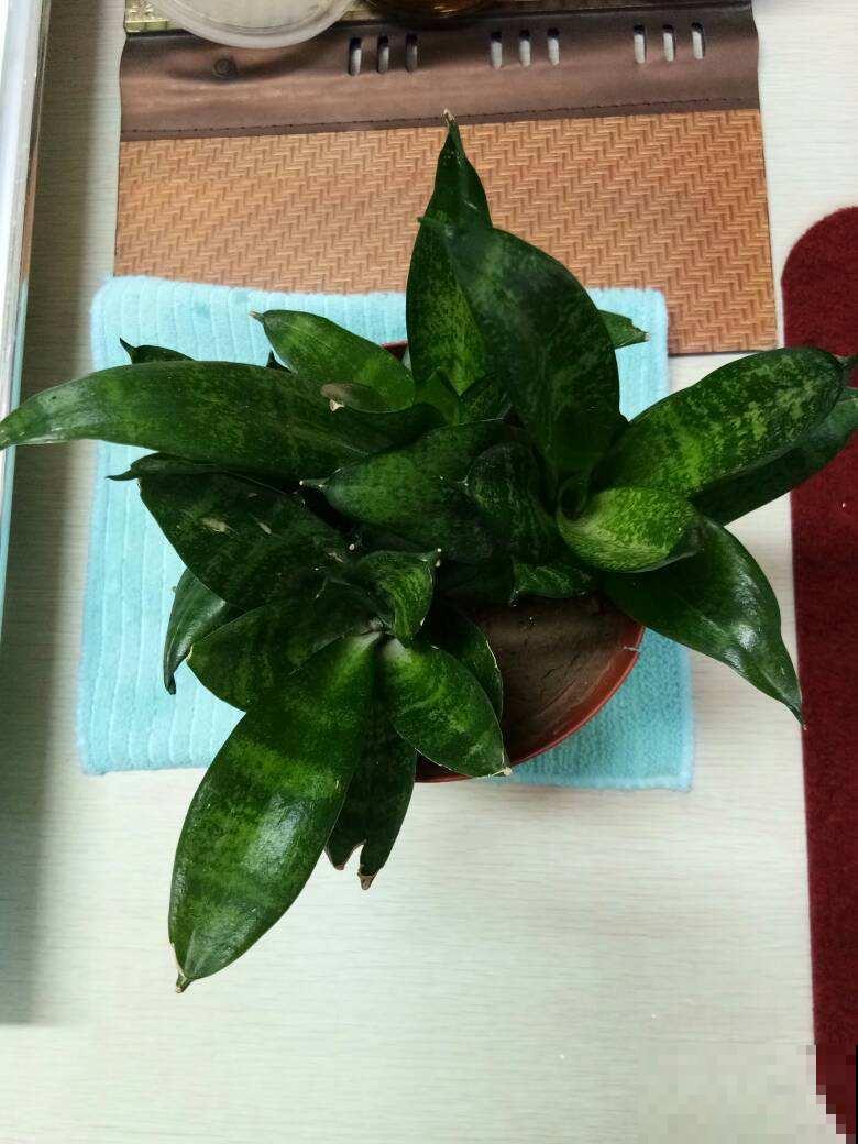 虎皮兰秋天停滞生长咋整？只要这几招，叶片油嫩坚实窜的贼高！