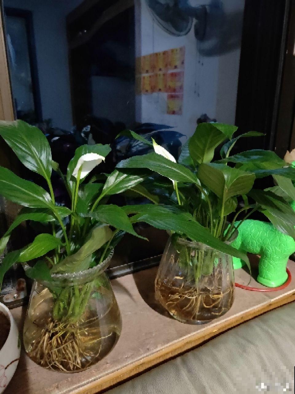 这5种花堪称加湿神器，耐阴又好养，冬天也能呼呼长个！