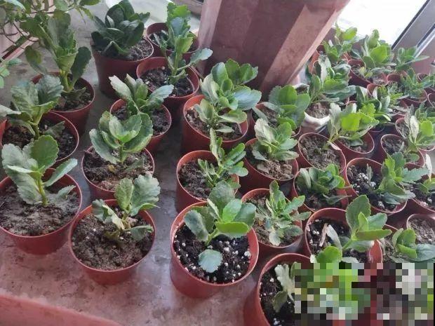 长寿花品种这么多，你只养过一种，亏不亏？