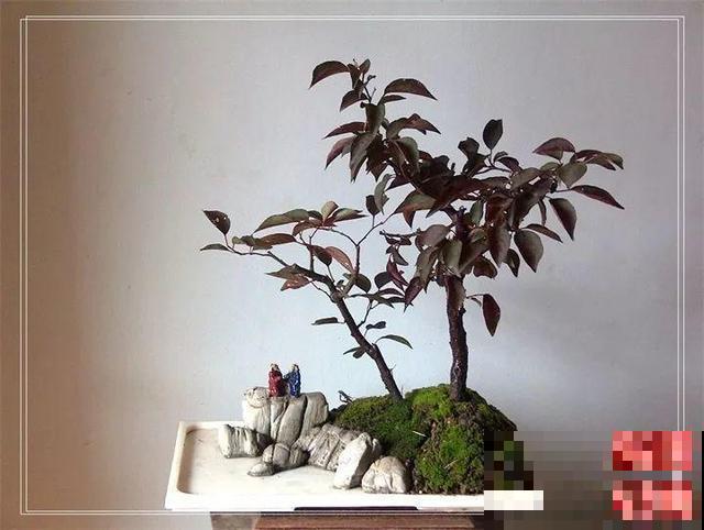 大爷不抽烟不喝酒，就爱捡酒瓶种花，养养就成传家宝