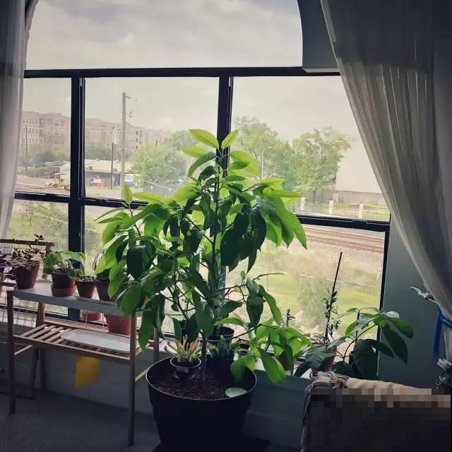 她的家里摆满了花，非但不乱还美得像花园，朋友来了不想走！