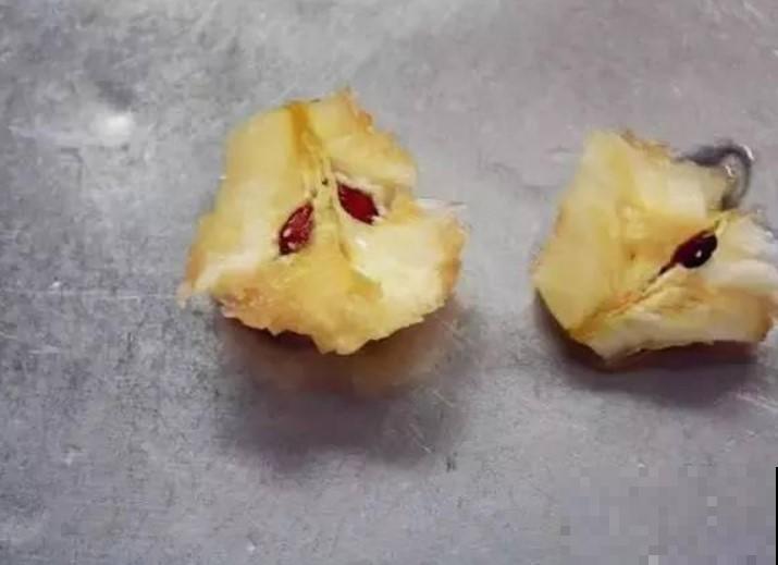 苹果核原来有这用处，找个花盆，就能变出一盆小绿植，一周就发芽