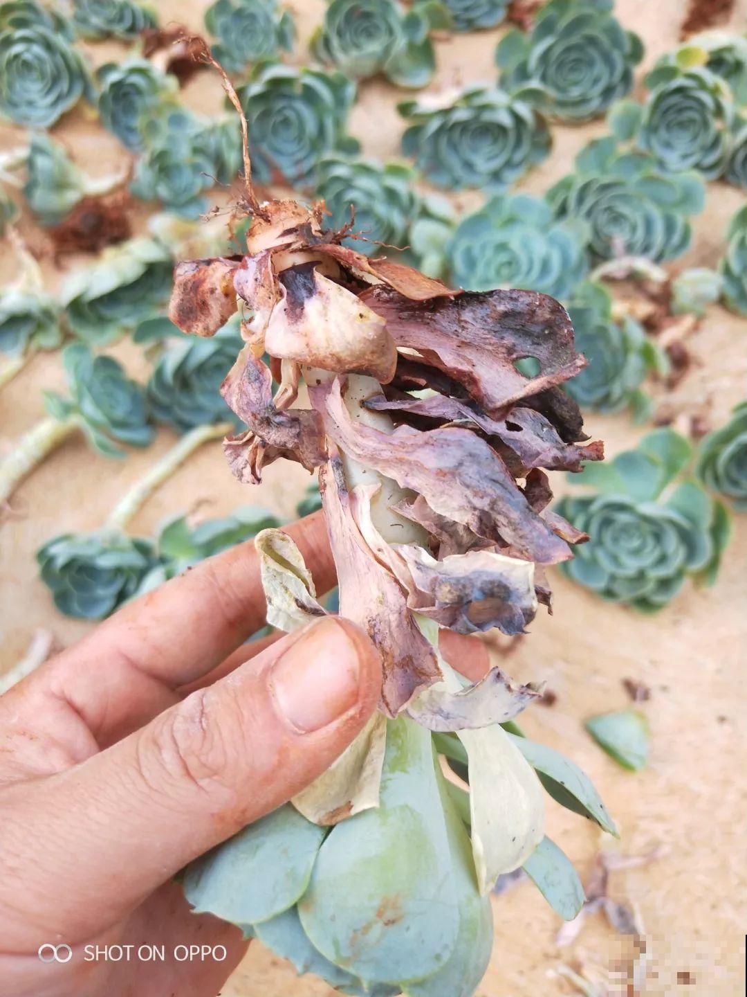 奶奶养多肉，叶子大得像白菜，一手掰一个，真过瘾！