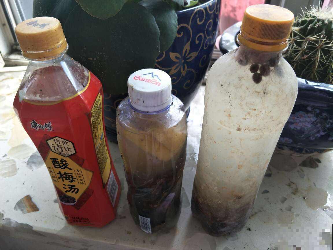 秋天在阳台养花，这样自己制作肥料，不花钱就能把植物养爆盆