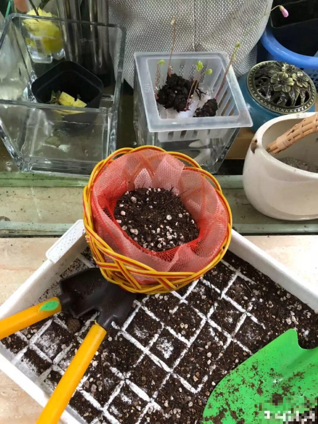 刚买回来的多肉，用它缓苗，省了垫颗粒物做排水层！