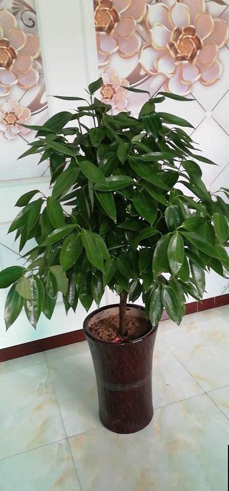 秋天养花咋施肥？这几个禁忌不得不防，否则全部发黄变枯！