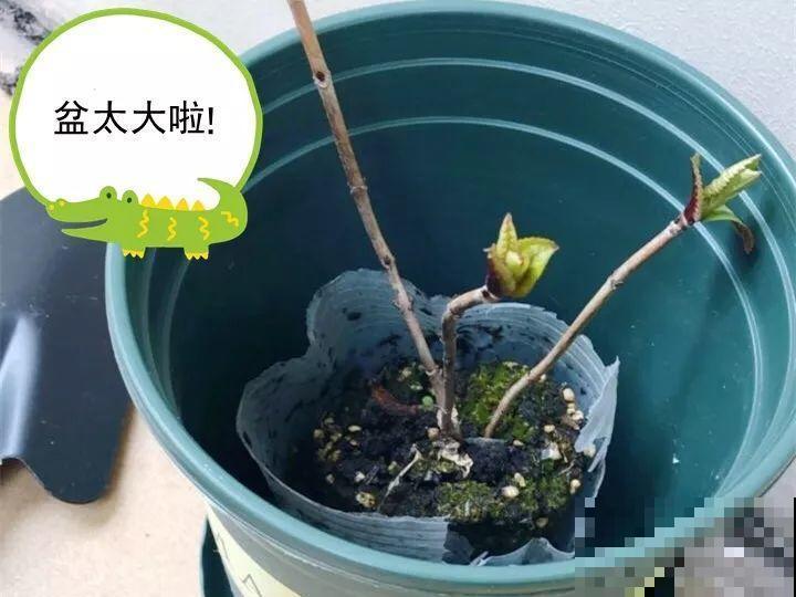 养花没有那么难，改掉5个坏习惯，啥花都能养爆盆！