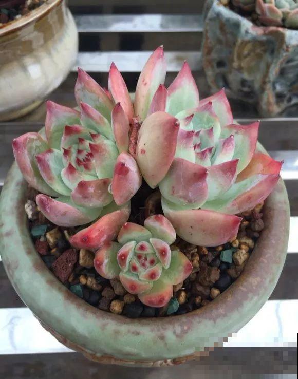 爱上多肉8年，她付出了所有，数量多到可以摆满整个天台！