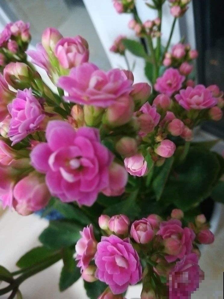 1个位置不能放长寿花，不然就枯萎发蔫，等着后悔吧