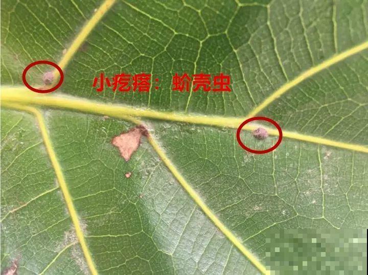 这棵守家树，摆客厅能长2米高，霸气又镇宅！