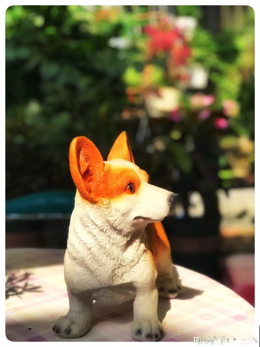 有个小院,养花喂猫,日子越过越充实! 有个小院,养花喂猫,日子越过越充实!