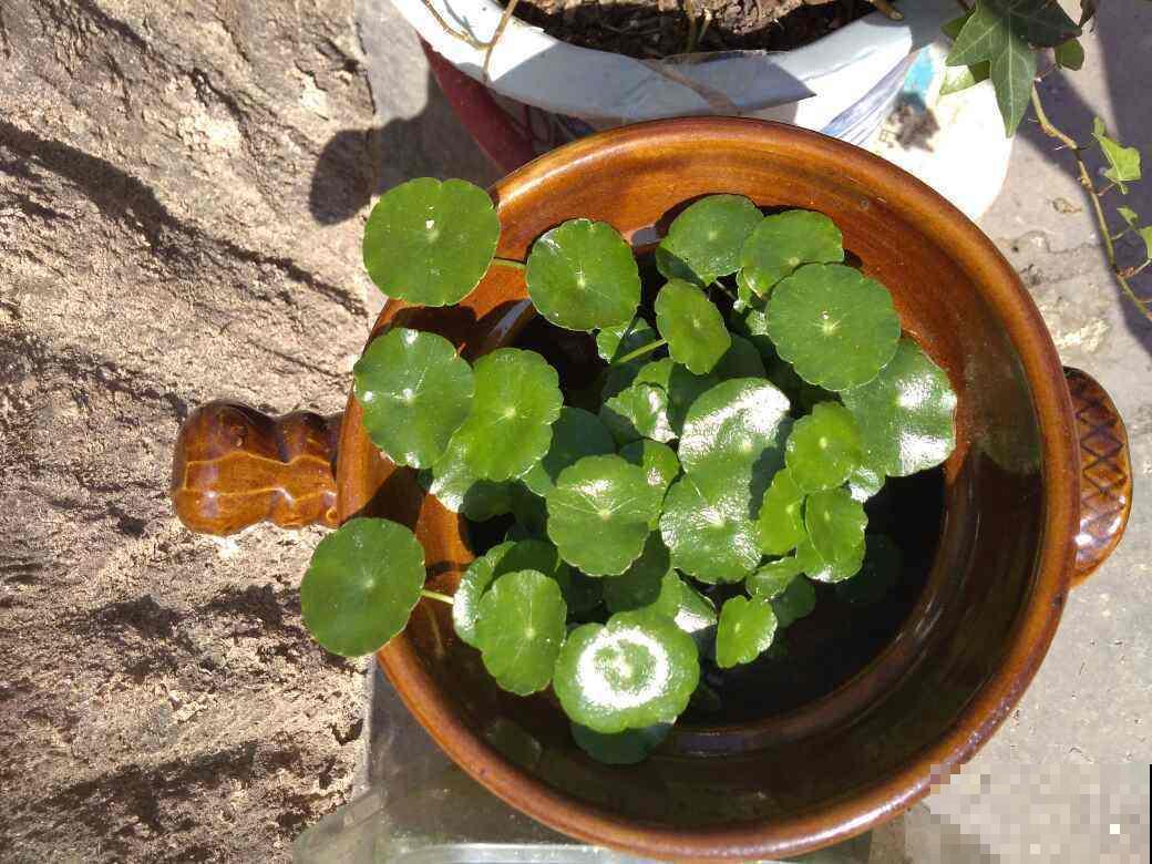 适合摆造型的可爱植物，放在家里很有意境，太喜欢了