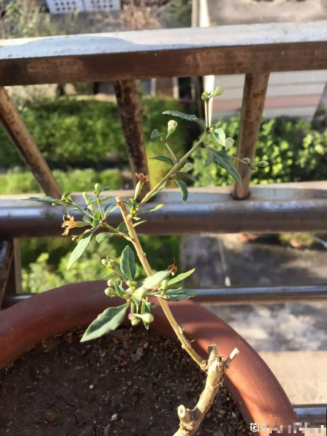 扔路边没人要的花，捡回去养1年，身价翻了20倍！
