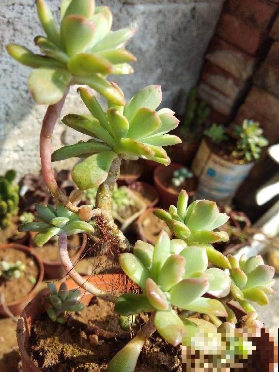 多肉变黑怎么办？老花农教你几招，分分钟起死回生变身美肉！