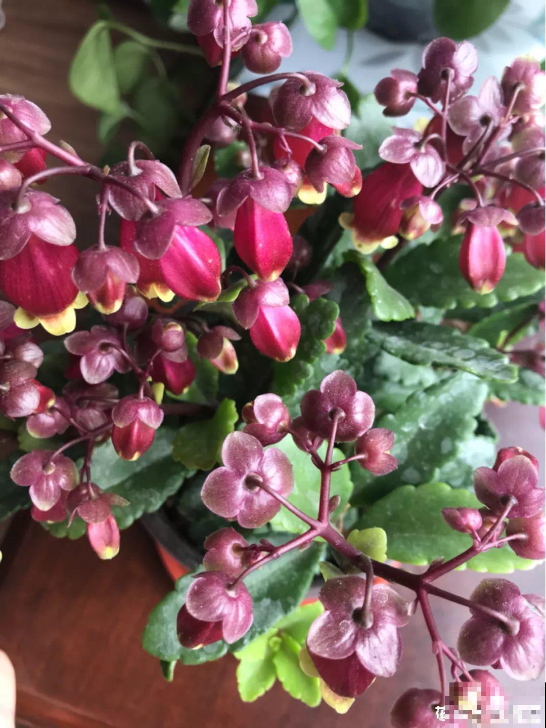这花连开10个月，老妈非说是假花，幸好没拔！