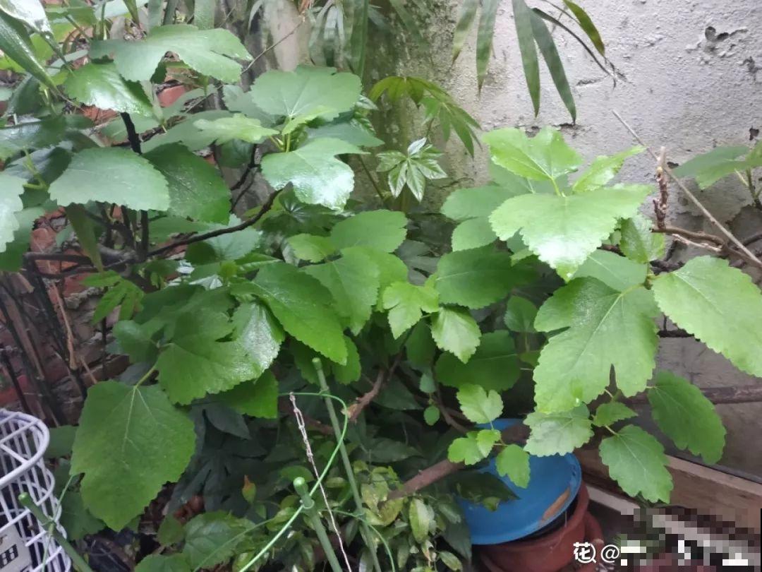 4种花，别着急往屋里搬，放外面冻20天，明年开花才旺！